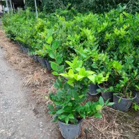 یاس هلندی سطل ۷و۱۲|گل و گیاه طبیعی|قائم‌شهر, |دیوار