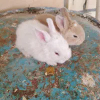 بچه خرگوش نیمه لوپ