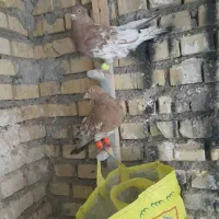 دوعددکله ای نر