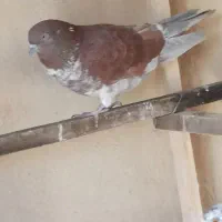 کبوتر نر
