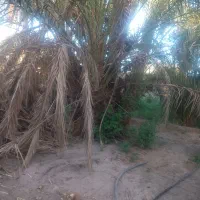 فروش تعدادی پاجوش درخت نر|گل و گیاه طبیعی|گنبکی, |دیوار