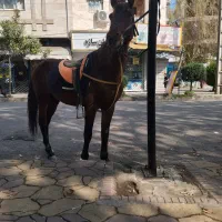 اسب دوخون|اسب و تجهیزات اسب‌سواری|کوچصفهان, |دیوار