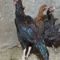 مرغ وخروس لاری اصیل