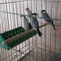 فروش فنچ نرگسی یک عدد شکلاتی ماده وتعدادی نرمال