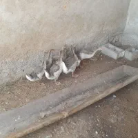 ۱۱ عدد نیمچه غاز