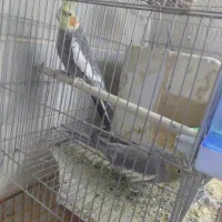 عروس هلندی سخنگو
