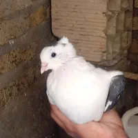 کفتر پشت سیاه