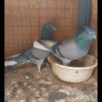 کبوتر پرشی. سبز دم سفید