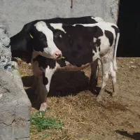 فروش پرس گندم