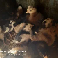 جوجه مرغ گلین|حیوانات مزرعه|بیرجند, |دیوار