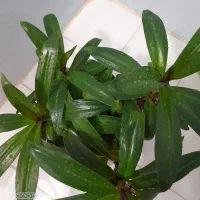 موسی درگهواره|گل و گیاه طبیعی|بروجرد, |دیوار