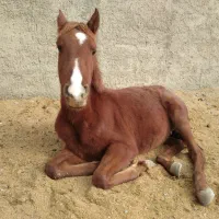 مادیون و نریون کورد