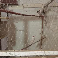 فنچ نرگسی|پرنده|کاشان, شهرک انقلاب|دیوار