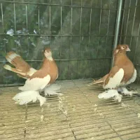 کبوتر زینتی یو ولگا جفت مفلق