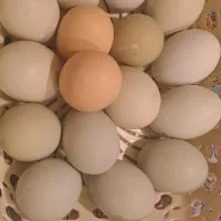 تخم نطفه دار آبی سبز زیتونی ارکانا و کرم قهوه ایام