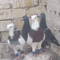 کبوتر ارزون خوب