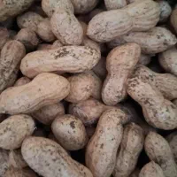 بادام زمینی