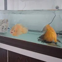 یک جفت ماهی اکواریوم اسکار نر و ماده|ماهی|فولادشهر, مسکن مهر فولادشهر|دیوار