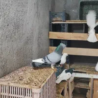 قارا کبود بینظیر