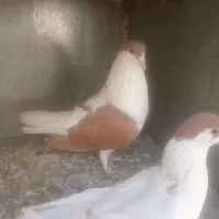 کفتر ساده|پرنده|مشهد, نیزه|دیوار