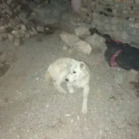 سگ نگهبان|سگ|بیرجند, |دیوار