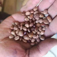 لوبیا چیتی خمین پارساله|خوردنی و آشامیدنی|تهران, آرارات|دیوار