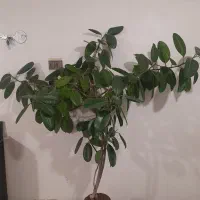 گل فیکوس فروشی