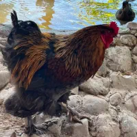 خروس برهما