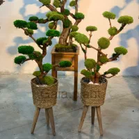 درخت جاودان،بنسای،درختچه|گل و گیاه طبیعی|تهران, اکباتان|دیوار