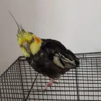 عروس هلندی نر