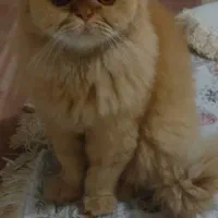 واگذاری گربه پرشین