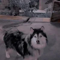 هاسکی سامویید    ژرمن، پامر، شیتزو، پیتبول،پاکوتاه