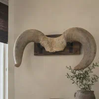 شاخ گاو هندی دکوراتیو طبیعی