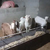 بزغاله ‌چاق‌وتخمی