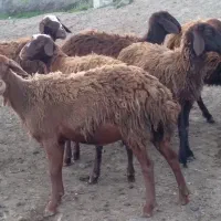 فروش ۲۳راس شیشگ ماده پای قوچ