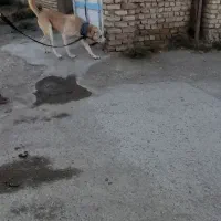 سگ ...حیوان|سگ|شیروان (خراسان), |دیوار