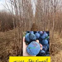 سبز نهال|خدمات باغبانی و درختکاری|خنداب, |دیوار