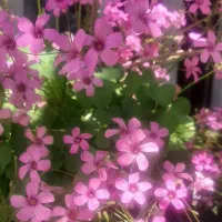 کمک به کار پرستاری