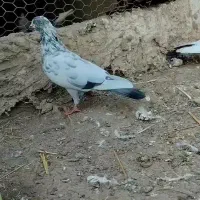 کبوتر|پرنده|سنگدوین, |دیوار