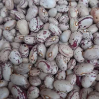 لوبیا چیتی و چشم بلبلی  و عدس
