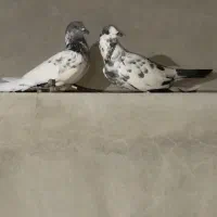 کفتر وارداتی