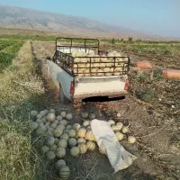 طالبی درجه یک و شیرین عسل