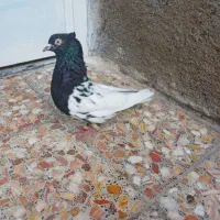 کله وطوقی ویال|پرنده|شیراز, ارم|دیوار
