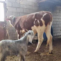 گوساله نر المانی|حیوانات مزرعه|شادگان, |دیوار