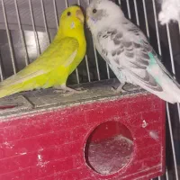 فروش مرغ عشق