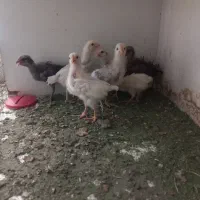 جوجه