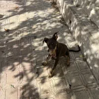 دوبرمن ماده|سگ|شیراز, شهرک برف فروشان|دیوار