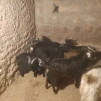 ۱۰عددبزغاله نر