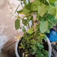 گل یاس باگلدان