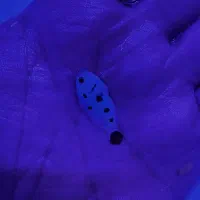 ماهی ابشور اکواریوم|ماهی|تهران, جوادیه تهرانپارس|دیوار